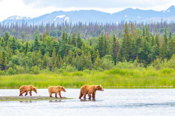 Brown Bear and Two Cubs against a Forest and Mountain Backdrop at Katmai National Park, Alaska stock photo
