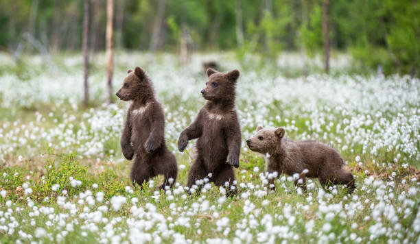 Brown bear cubs playing on the field among white flowers stock photo