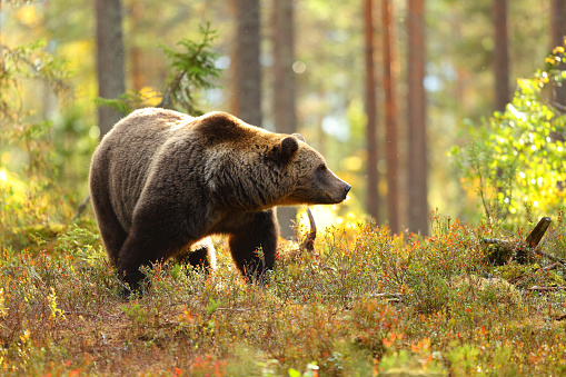 Portrait of a big brown bear in a colorful forest looking at side in autumn