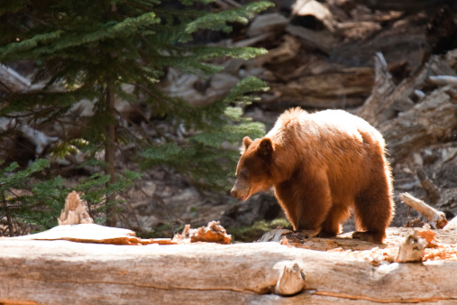 Brown bear (Ursus arctos) in a forest