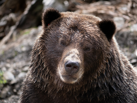 Large Alaskan brown bear