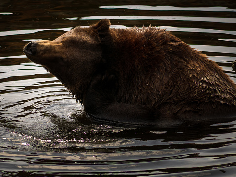 Large Alaskan brown bear