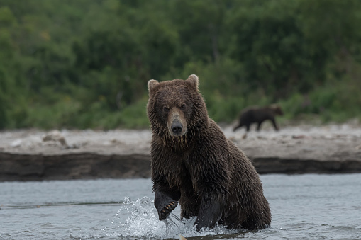 This Brown grizzly bear hunting fishes image was taken in the wild Kamchatka peninsula, Russia.