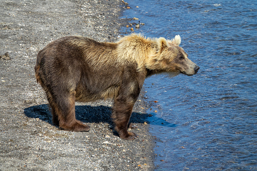 Brown bear looking for fish in the river on Kamchatka