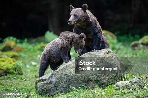 istock Brown Bear mother with her cub, wildlife-shot, Carpathians, Transylvania 1424366995