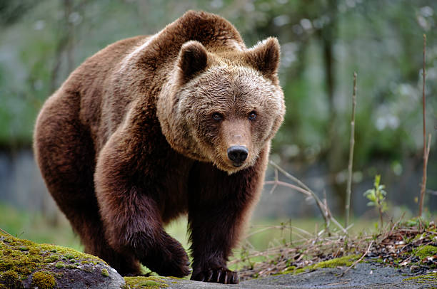 brown bear an  approaching brown bear  bear animal stock pictures, royalty-free photos & images