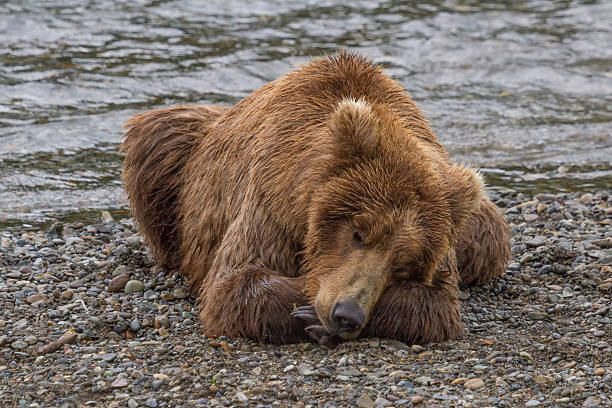 Brown Bear Taking a Nap stock photo