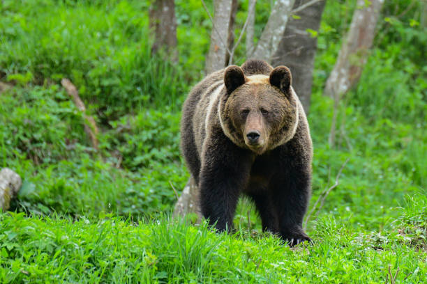 Brown bear / Ursus arctos. Bieszczady Mountains. Poland Nature background with wild predator bieszczady mountains stock pictures, royalty-free photos & images