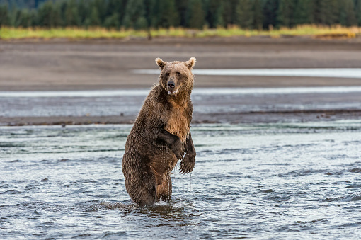 Brown bear, Ursus arctos, fishing for salmon in the Silver Salmon Creek, Lake Clark National Park, Alaska. Looking for and running after the salmon in the shallow water.