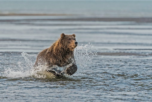 Brown bear, Ursus arctos, fishing for salmon in the Silver Salmon Creek, Lake Clark National Park, Alaska. Looking for and running after the salmon in the shallow water.