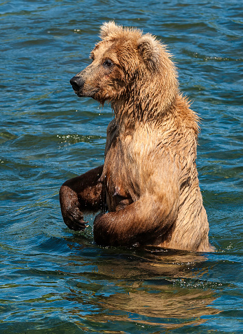 Brown Bear, Ursus arctos, Katmai National Park, Alaska, Carnivora, Ursidae, Standing to look for fish.