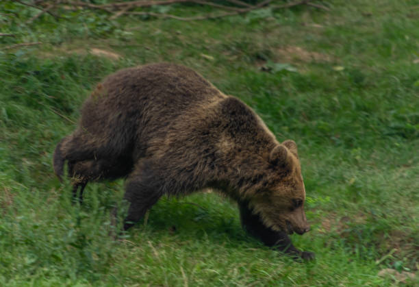 Brown big bear running on green grass stock photo