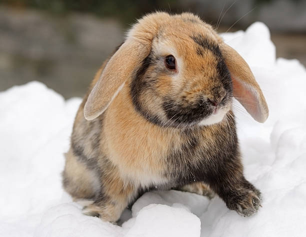 bunny pics Snow