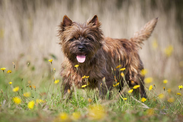 Brown Cairn Terrier Dog stock photo