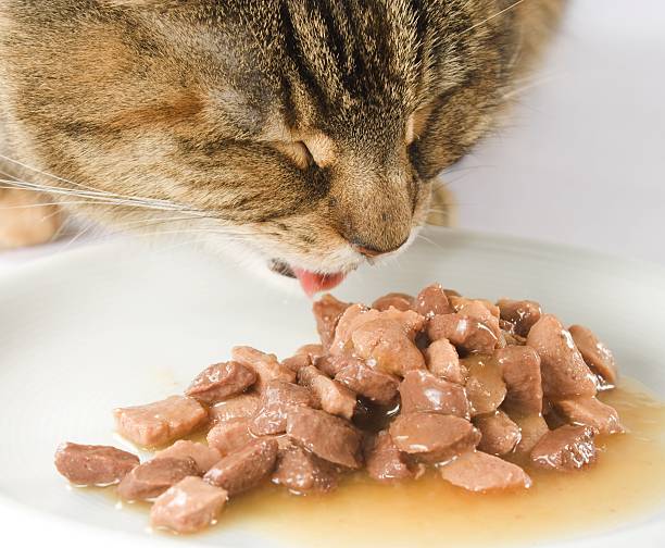 Brown cat eating his food close up headshot close up from a domestic cat eating wet food healthy tongue stock pictures, royalty-free photos & images