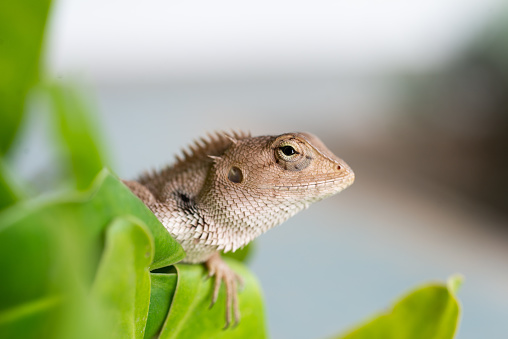 Panther chameleon, Furcifer pardalis looking at camera against white background