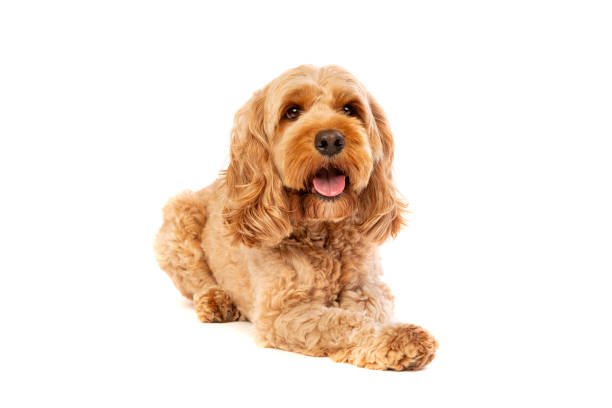 brown cockapoo dog brown cockapoo dog in front of a white background cockapoo stock pictures, royalty-free photos & images