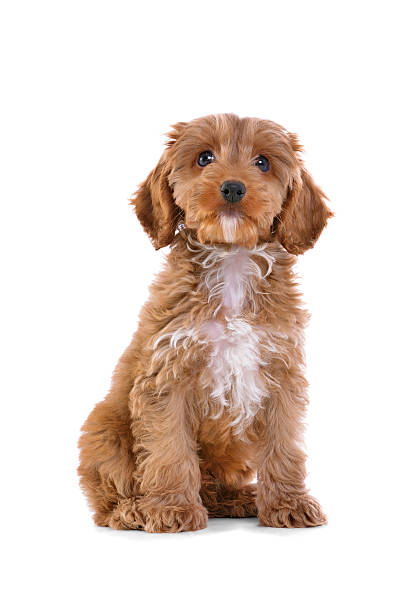 Brown Cockapoo puppy sitting with white background Photo of an 11 week old male red and white Cockapoo puppy, who is a F1 cross breed between a cocker spaniel and a poodle, sitting looking at camera and isolated on a white background. cockapoo stock pictures, royalty-free photos & images