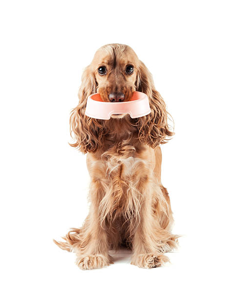 Brown cocker spaniel with bowl in the mouth asking for food stock photo