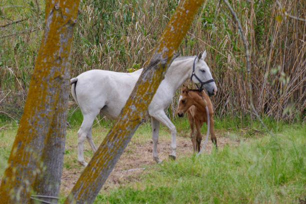 Brown colt eating near its white mum. Young baby horse on a field. Mother and son love stock photo