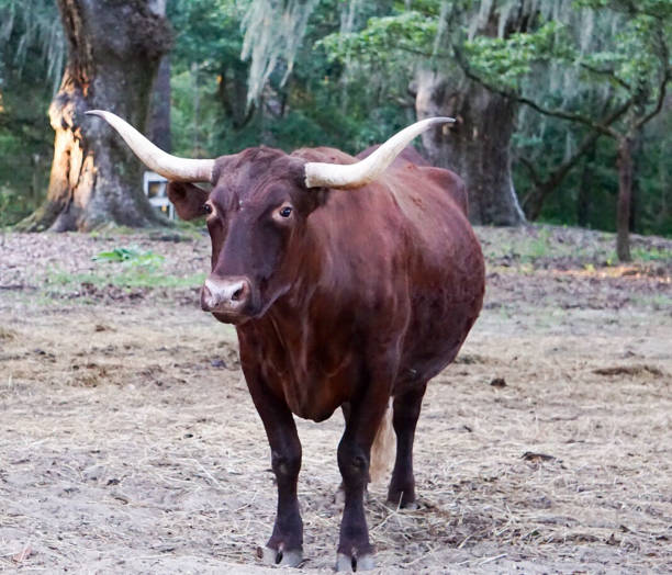 Brown Cow with Horns stock photo