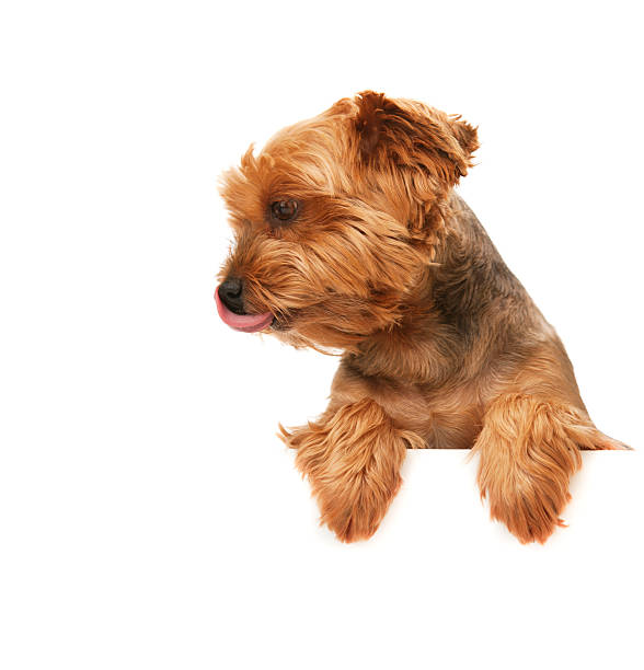 Brown cute Yorkshire Terrier with board looking away stock photo