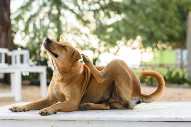 brown dog is scratching brown dog is scratching on white table scratching stock pictures, royalty-free photos & images