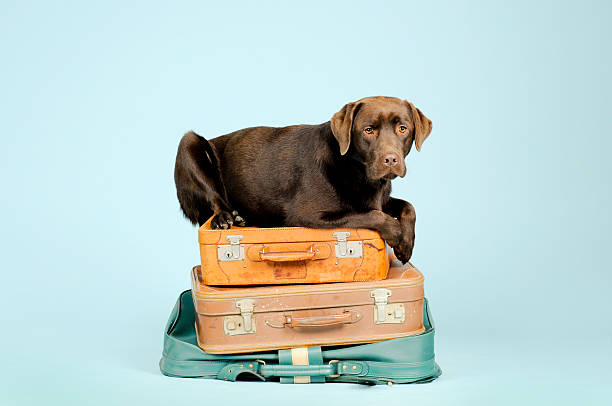 Top Tips for Holidays with your Dog