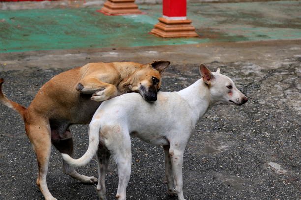 Dog is girl and have sex in Bangkok