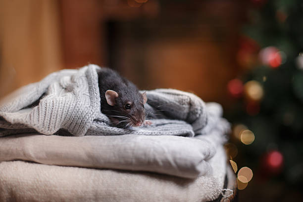 Brown  domestic rat stock photo