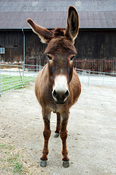 Brown Donkey Brown Donkey doing Ear Acrobatics donkey photos stock pictures, royalty-free photos & images