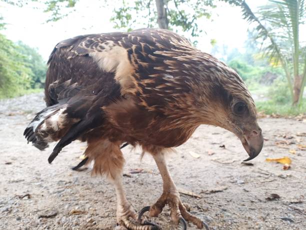棕鷹馬來西亞物種。在地面上 - hakimi 個照片及圖片檔