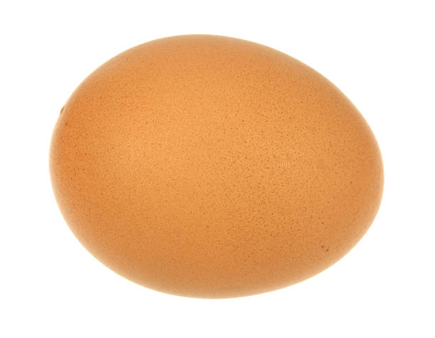 Brown Egg stock photo