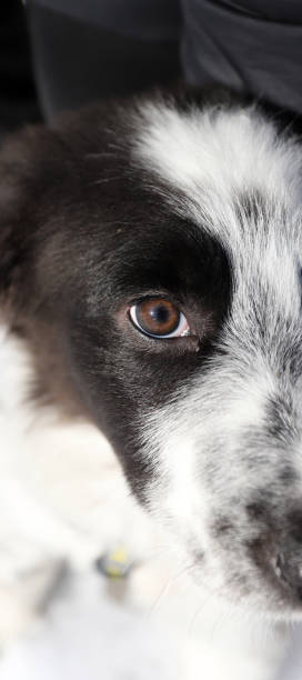 Brown eye of a dog with heterochromia, different colored eyes on sunlight. Brown eye of a dog with heterochromia, different colored eyes on sunlight. iridium stock pictures, royalty-free photos & images