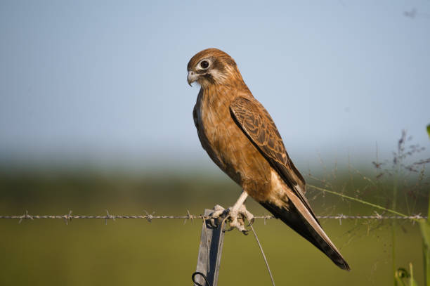 Brown Falcon Study stock photo