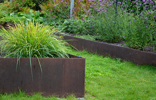 brown flower pots in the garden, park filled with water. the surface of the flowerpot is intentionally rusty in design. inside are ornamental aquatic plants. around is a limestone paving with large joints, cyperus, nymphaea alba, corten, verbena bonariensis