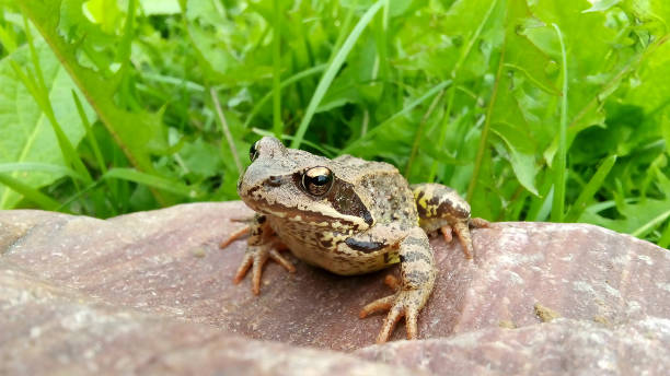 A brown frog sits on a rock against a background of green grass. stock photo