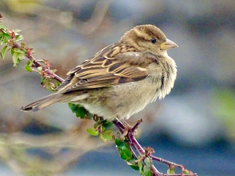 Brown garden sparrow bird with feathers plumped up in the cold weather