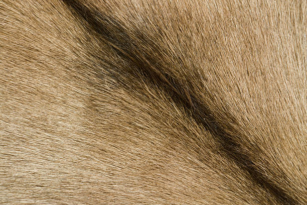 brown goatskin detail full frame abstract goatskin detail macro body hair stock pictures, royalty-free photos & images
