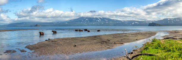 Brown Grizzly Bears Fish For Salmon In A Panoramic Lake In Russia stock photo