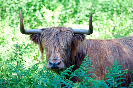 Scottish Longhorn special breed cattle graze in woodland on the Purbeck Ridgeway. Scenes on a woodland walk near Corfe Castle on the Purbeck Ridgeway in the Isle of Purbeck countryside an area of natural beauty, landscapes and scenery in Dorset, England, UK