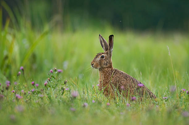 Brown hare stock photo