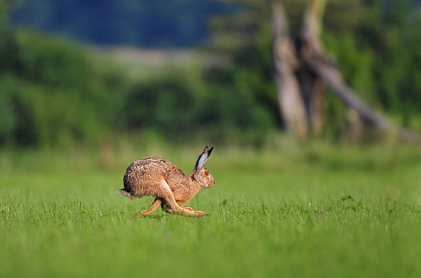 Brown hare running stock photo