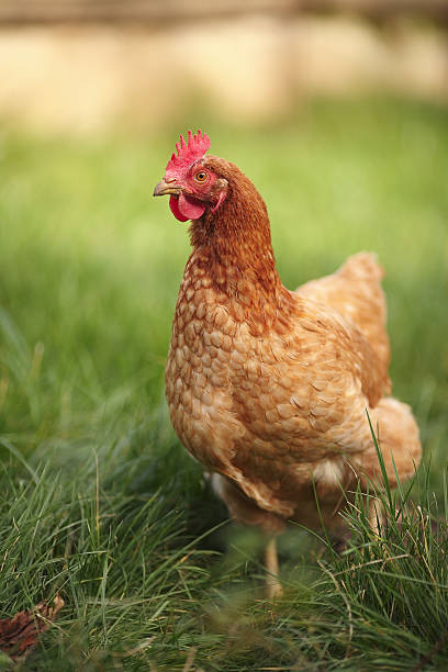 Brown hen on a lawn grass Brown free-range hen on a lawn grass background is blurry free range stock pictures, royalty-free photos & images