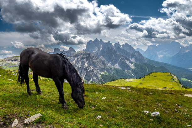 Brown Horse Browses On Alpine Pasture In Front Of Mountain Peaks Of The Dolomites In South Tyrol In Italy stock photo
