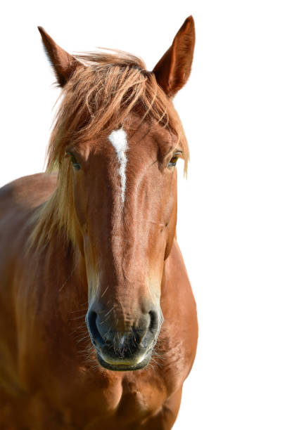 brunt häst huvud isolerad på vitt - foal isolated bildbanksfoton och bilder