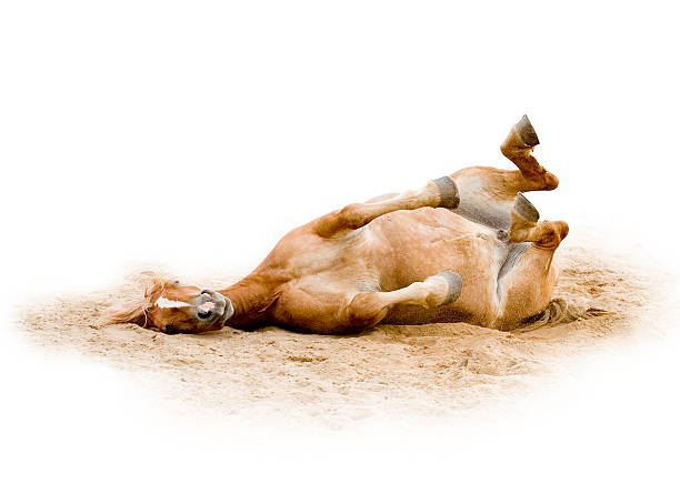 Brown Horse Joke 3 Semi isolated brown horse playing in sand. shire horse stock pictures, royalty-free photos & images