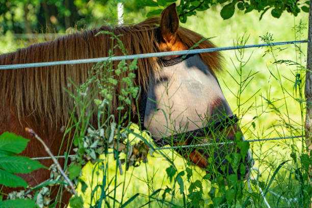 Brown horse with a fly protection Brown horse with a fly protection horse mask photos stock pictures, royalty-free photos & images