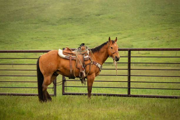 Brown horse with a western saddle standing next to a fence A brown horse with black mane and tail is wearing a western style saddle and standing in a field of lush green grass next to a metal fence. saddle stock pictures, royalty-free photos & images