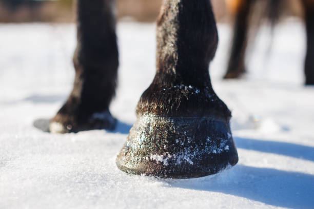 Brown horse's hooves on snow in spring stock photo